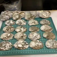 アワビの貝殻150枚