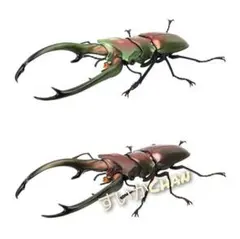 ⑯ いきもの大図鑑 くわがた07 エラフスホソアカクワガタ ガチャ