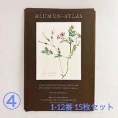 ⑤6-8番 Elsa Felsko 植物図鑑 15枚 Blumen Atlas ⑤6-8番 Elsa Felsko 植物図鑑 15枚 Blumen Atlas - メルカリ
