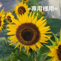 足半布ぞうり★　海月　プロフ必須【引越し前の超断捨離】様用 ♪