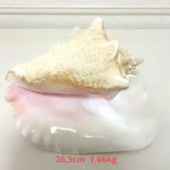 コンク貝 ピンク貝 希少貝殻 標本貝 インテリア 置物 大きい貝殻 Ccpb