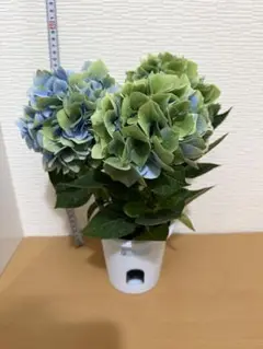 福岡県鬼木様の紫陽花☆筑紫路風　寄せ植えミックス☆14号鉢☆超希少☆ 福岡県鬼木様の紫陽花☆筑紫路風 寄せ植えミックス☆12号鉢