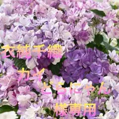 どらにゃん　紫陽花　アジサイ　衣純千織　カイ（改良半てまりタイプ）ブルー 2025年最新】アジサイ衣純千織の人気アイテム - メルカリ