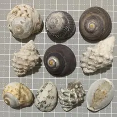 【7】天然ヤドカリハウス 貝殻セット 10個