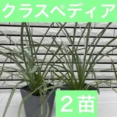 クラスペディア2苗