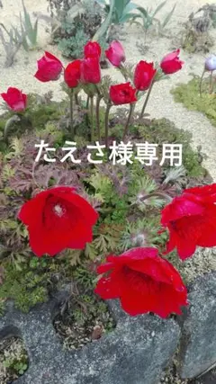 たえさ様専用 アネモネ