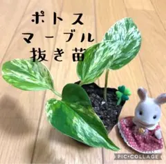 ポトス マーブル 抜き苗 根付き clover