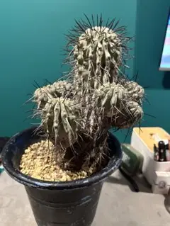 EMP コピアポア 黒士冠 実生 / CT32 Copiapoa cinerea v. dealbata【コピアポア・黒士冠・実生