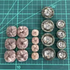 Item thumbnail for item b577ec4f-aed8-4b44-bda1-255a6ba1c809