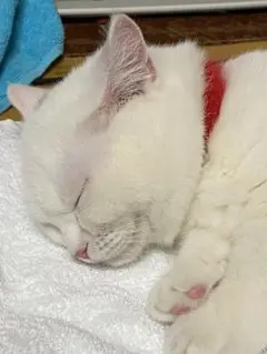 ご確認用。