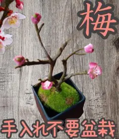 工芸盆栽 梅（赤・白）約60cm 工芸盆栽 梅（赤・白）約60cm