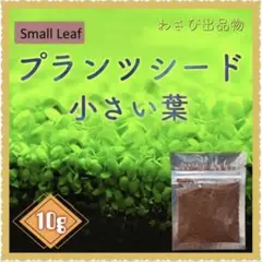 水草の種 小さい葉 10g