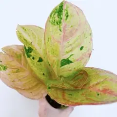 ご注文　ココ　様　アグラオネマ　ピンクエメラルド　9,800 観葉植物 セール アグラオネマ ピンク エメラルド 9,800 観葉植物 - メルカリ