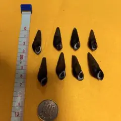 チリメンカワニナ.貝殻.貝標本