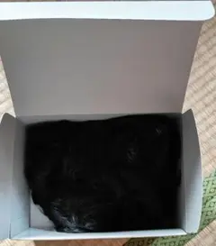 Item thumbnail for item 00accaec-82d6-4707-8d74-908b558171ca