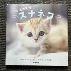 砂漠の天使 スナネコ