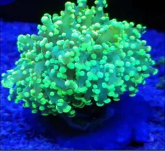 特大珊瑚礁、直径66センチ、ナガレハナサンゴ、飾りサンゴ、海水魚、白化珊瑚 2025年最新】ナガレハナサンゴの人気アイテム - メルカリ