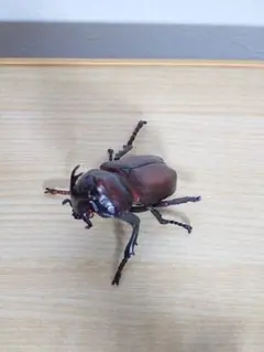 ・原色日本昆虫図鑑 I(改訂増補版の可能性あり)　カブトムシ