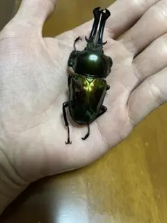 ニジイロクワガタ 62.5ミリ