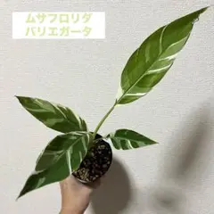 超絶希少❗️ムサフロリダバリエガータ✨️ ムーサ・フロリダ・バリエガータ | THAI TISSUE