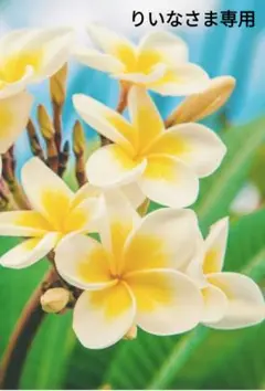 りいなさま専用ページです。