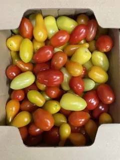 プラムミニトマト 箱抜き 1.5キロ