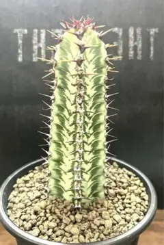 【美株】ユーフォルビアコンフィナリス サボテン 多肉植物 コーデックス 塊根 ユーフォルビア コンフィナリス サボテン 多肉植物 コーデックス