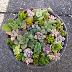 多肉植物 詰め合わせ カット苗 地植え育ち