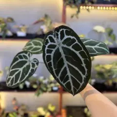 2025年最新】anthurium zaraの人気アイテム - メルカリ