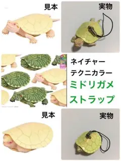 2025年最新】ネイチャー ミドリガメの人気アイテム - メルカリ