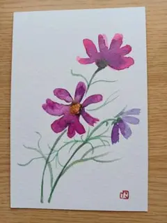 コスモスの花 水彩画絵手紙