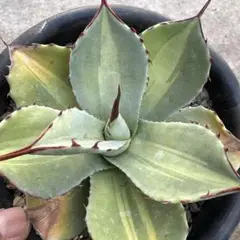 トランカータ　ジャックポット drygarden🏜️🌵 | パリートランカータ ジャックポット🫖 少し