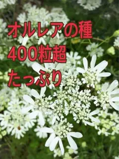 オルレアの種 400粒超 ナチュラルガーデン。良い種選んでいます。