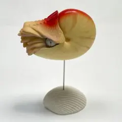 ARTPLA 海洋堂 アクアランド ナポレオンフィッシュ アクアテイルズ #1-003 メガネモチノウオ（ナポレオンフィッシュ