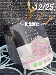 ＊NinetalesFox＊です♪2点セット！レモンキス　紫陽花　アジサイ 紫陽花「レモンキス」