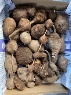 アピオス(無農薬)約1kg