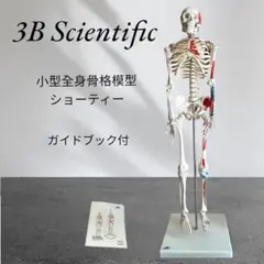 3B Scientific 1/2全身骨格模型 スタン・標準型骨格モデル，直立型スタンド仕様 | 日本