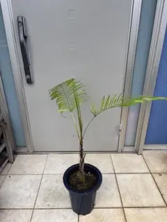 希少　ブラジル　ヒメヤシ　卵形陶器鉢　植え込み発送 希少 ブラジル ヒメヤシ 卵形陶器鉢 植え込み発送 その他観葉植物