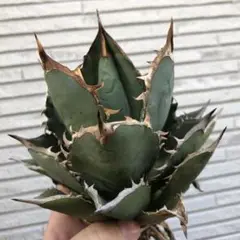 多肉植物アガベ チタノタ 黒鯨極上株