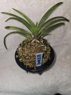 メルカリ便NO.852【緑花】富貴蘭　日高産山採り NO.852【緑花】富貴蘭 日高産山採り - メルカリ