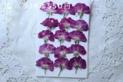 押し花　バラ15本