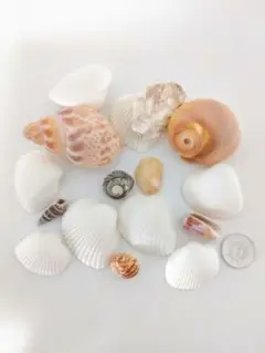 貝殻セット 白 インテリア ハンドメイド 夏休み工作 B 天然素材 標本