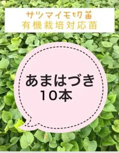 2025年最新】あまはづき 苗の人気アイテム - メルカリ