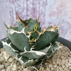 アガベ agave 白鯨 強棘 特選 極上株