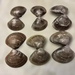 はまぐり貝殻セット 6個 茶色とクリーム色