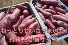 新物⭐︎茨城県産紅はるかMサイズ10k