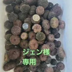 GTO　　石鯛　活バフンウニ　釣りエサ用　5キロ　2箱 クール便 m21589713048_1.jpg?1725199624