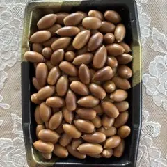 どんぐり　大　100個