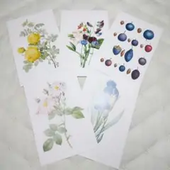 新商品!! ポストカード 5枚セット 植物・花・果物 絵はがき 手紙