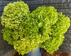 【大幅値下げ】紫陽花　アナベル　7/19摘み ✨️ドライフラワー用ドライ中✨️